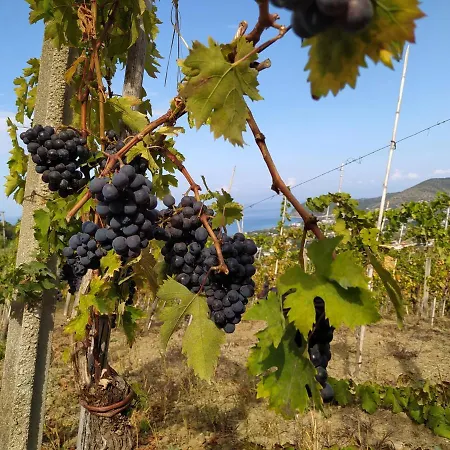 Holiday home Il Vigneto Castellabate