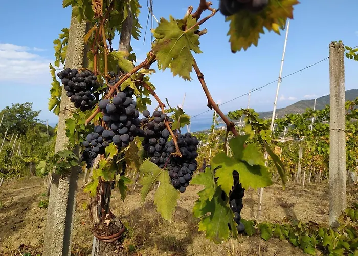 Holiday home Il Vigneto Castellabate